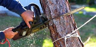 Best Tree Trimming and Pruning  in Pinole, CA