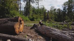 Best Storm Damage Tree Cleanup  in Pinole, CA