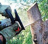 Best Tree Preservation Services  in Pinole, CA