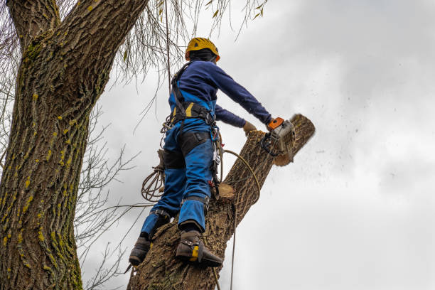 Best Palm Tree Trimming  in Pinole, CA