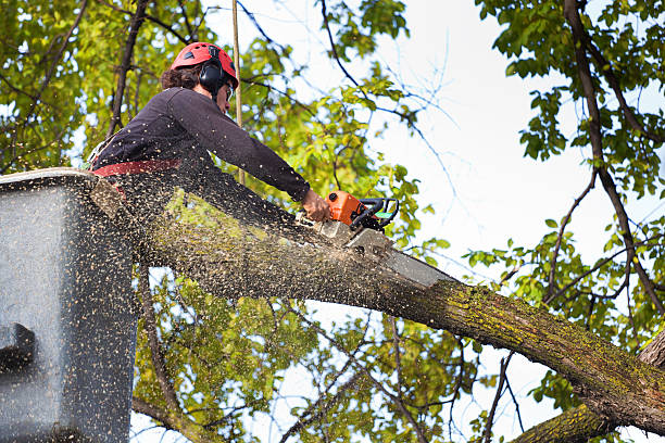 Best Firewood Processing and Delivery  in Pinole, CA